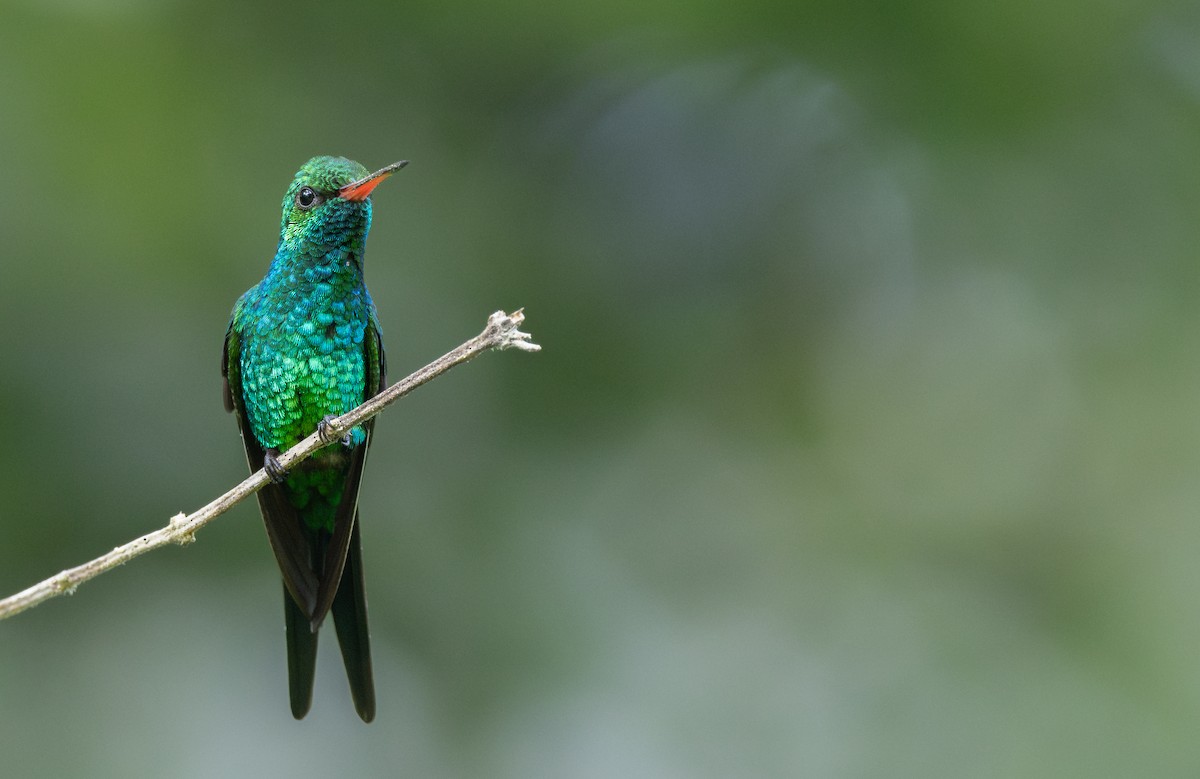 kolibřík cozumelský - ML646477652