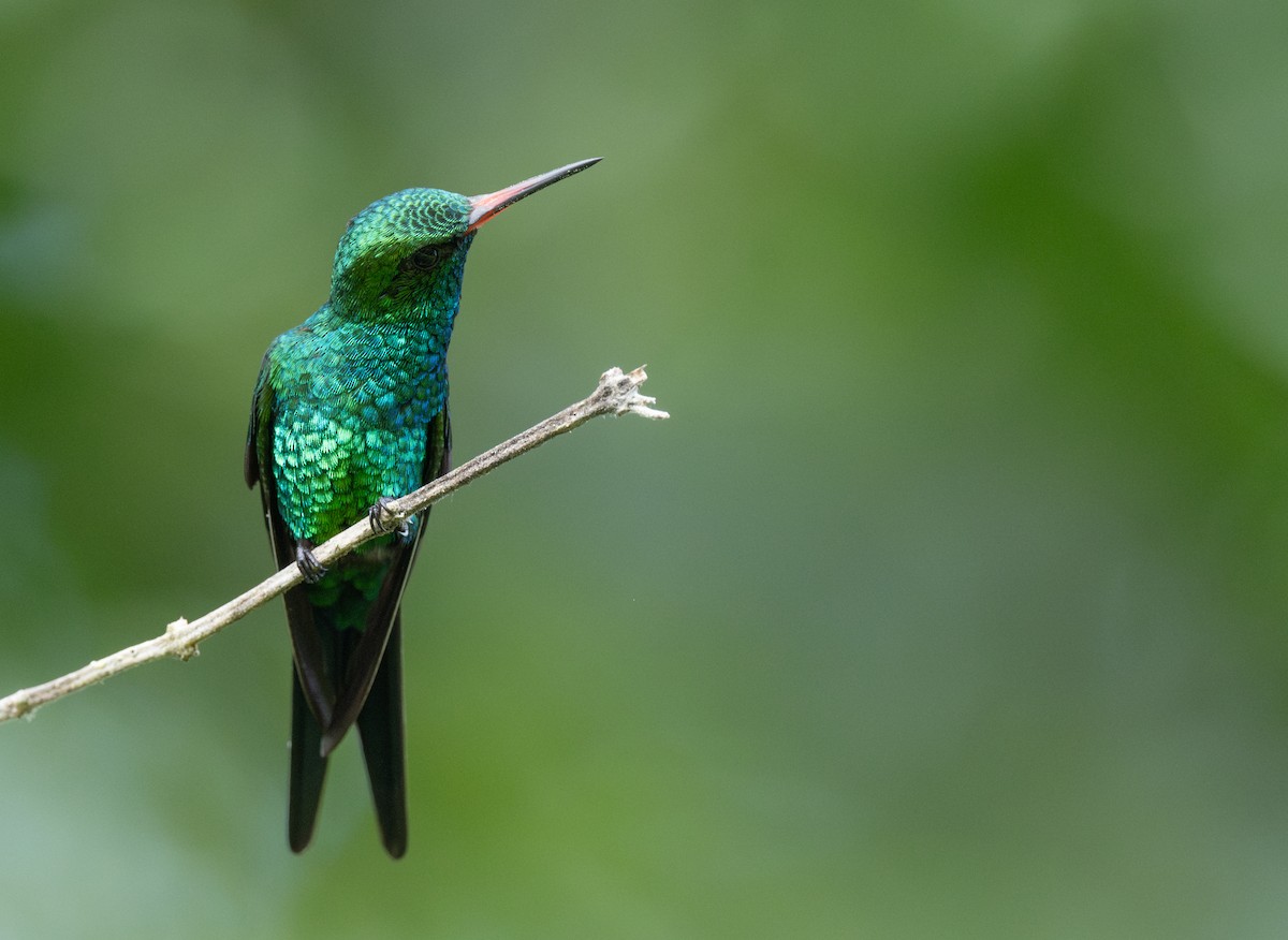 kolibřík cozumelský - ML646477653