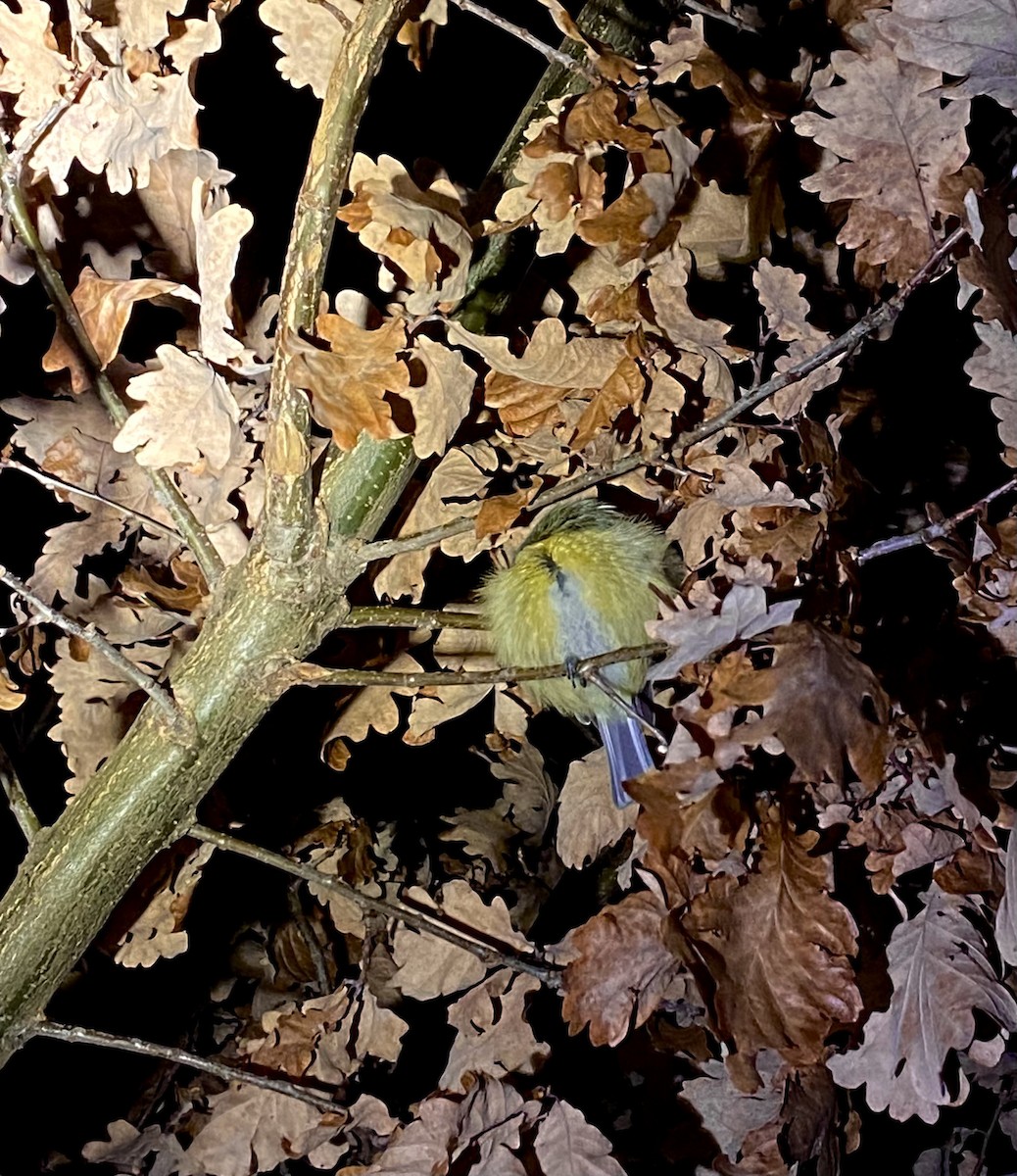 Eurasian Blue Tit - ML646477654