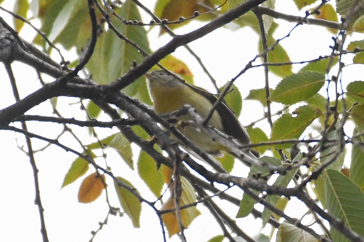 Reinita de Nashville - ML646477655