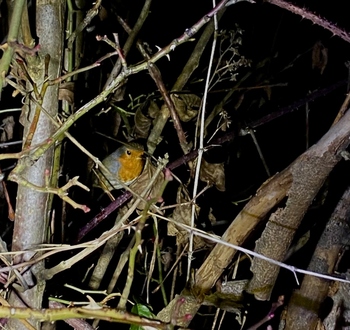 European Robin - ML646477656