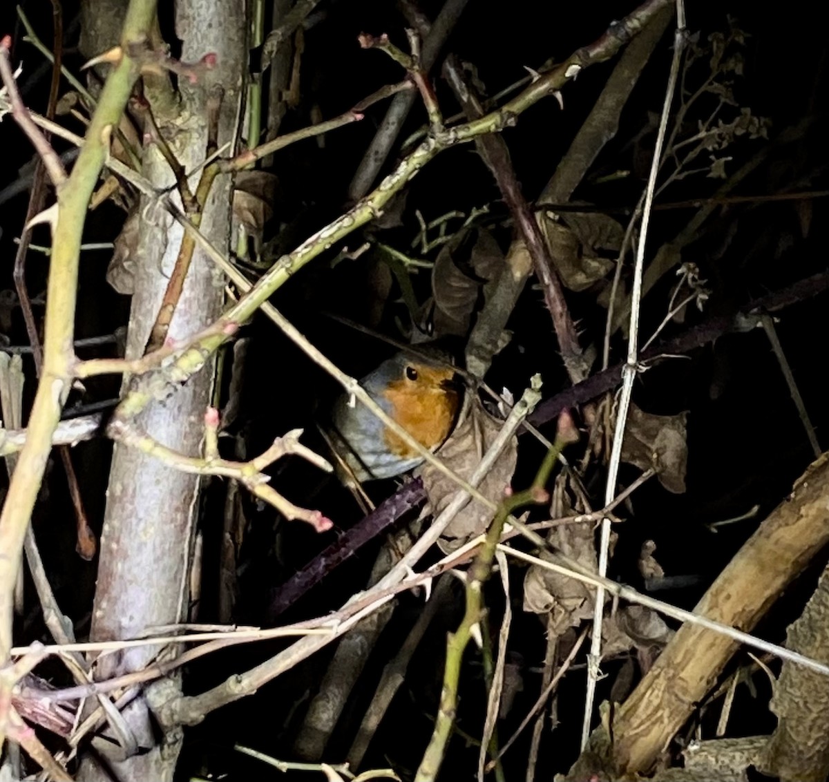 European Robin - ML646477657