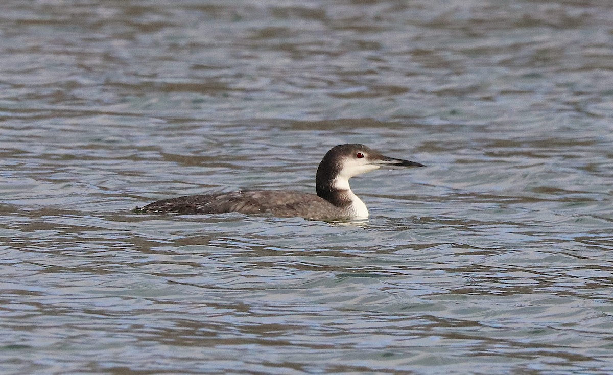 Common Loon - ML646477658