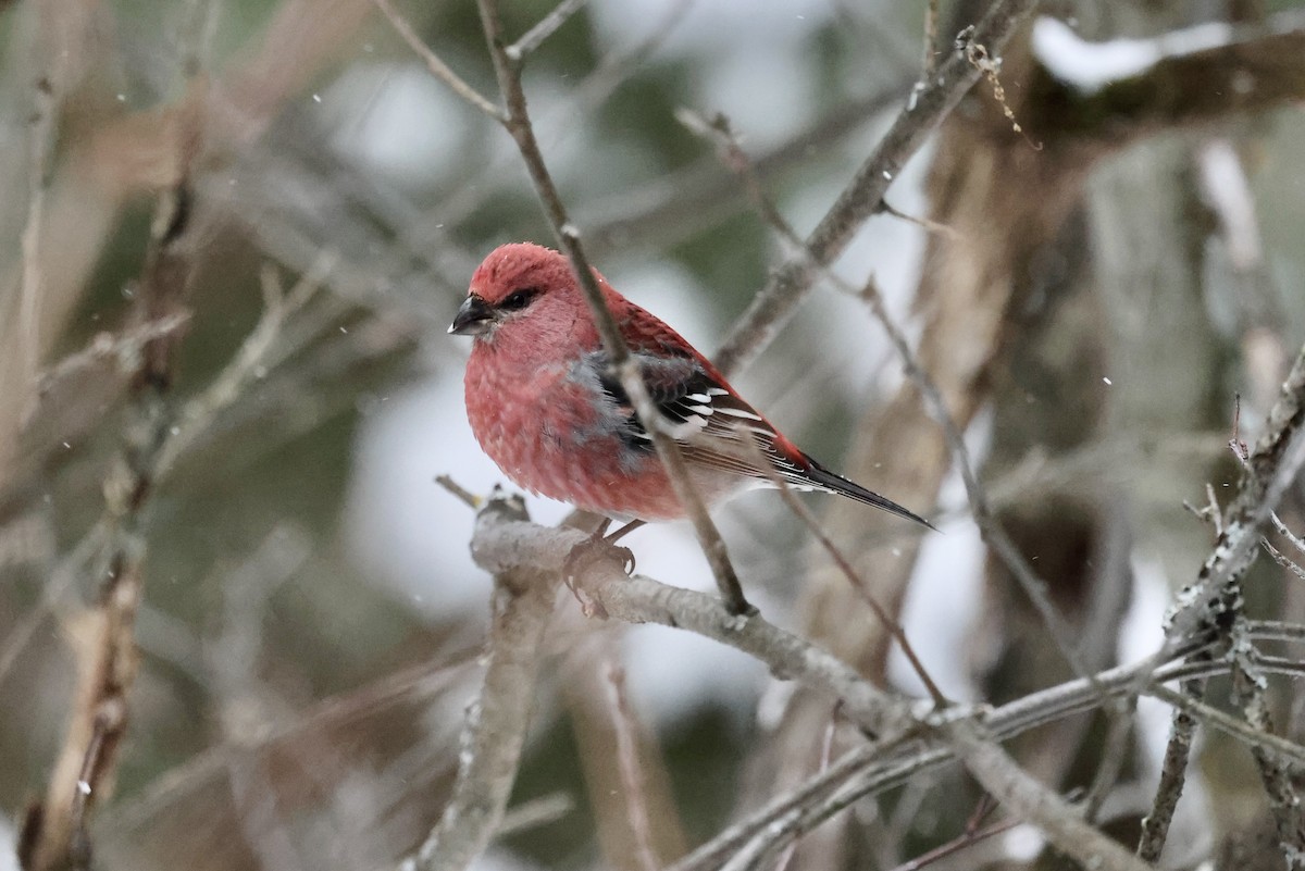 ギンザンマシコ - ML646477659