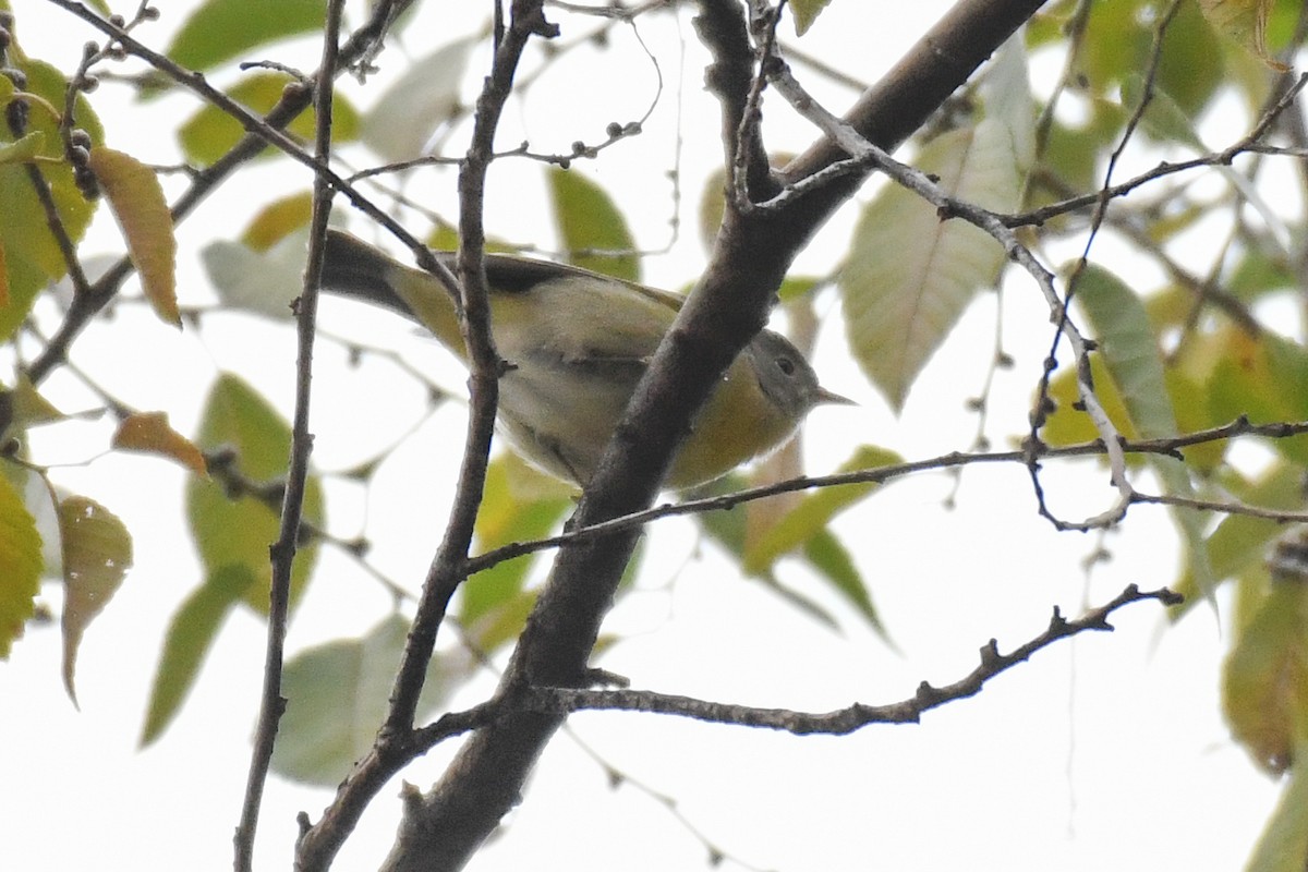 Reinita de Nashville - ML646477660