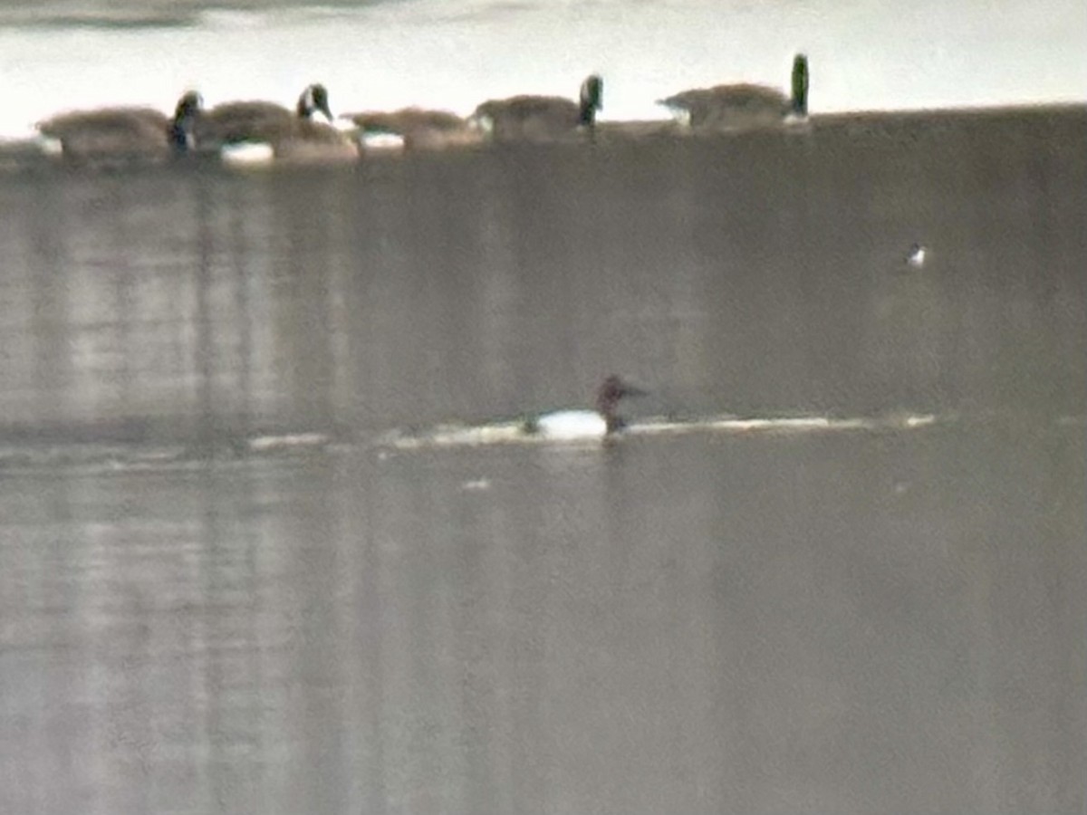 Büyük Elmabaş - ML646477661