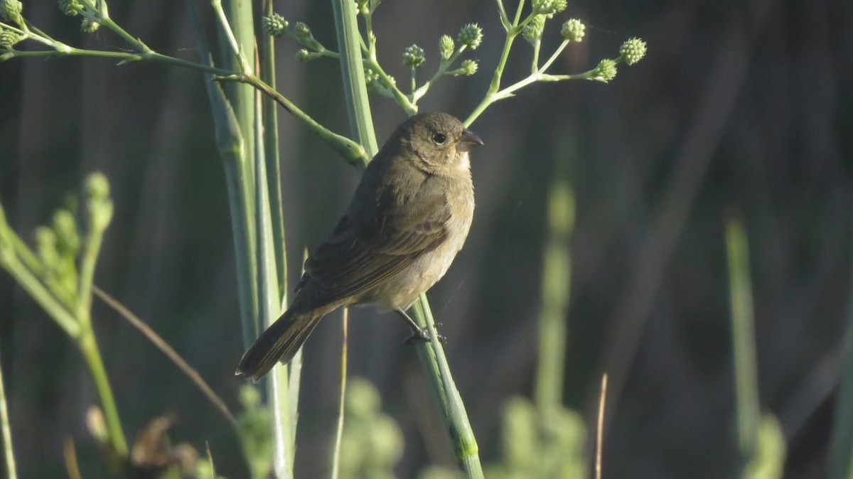 フタスジヒメウソ - ML646477662