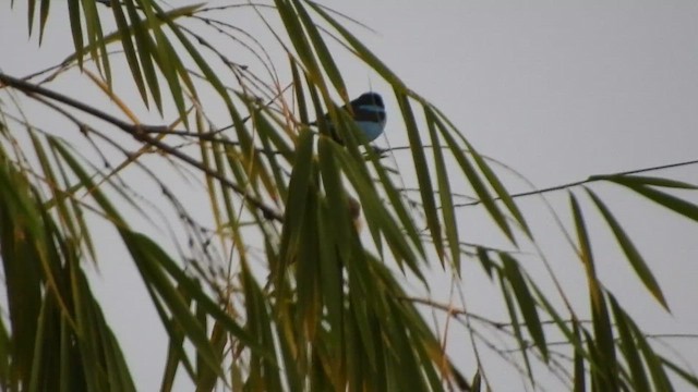 Turquoise Dacnis - ML646477663