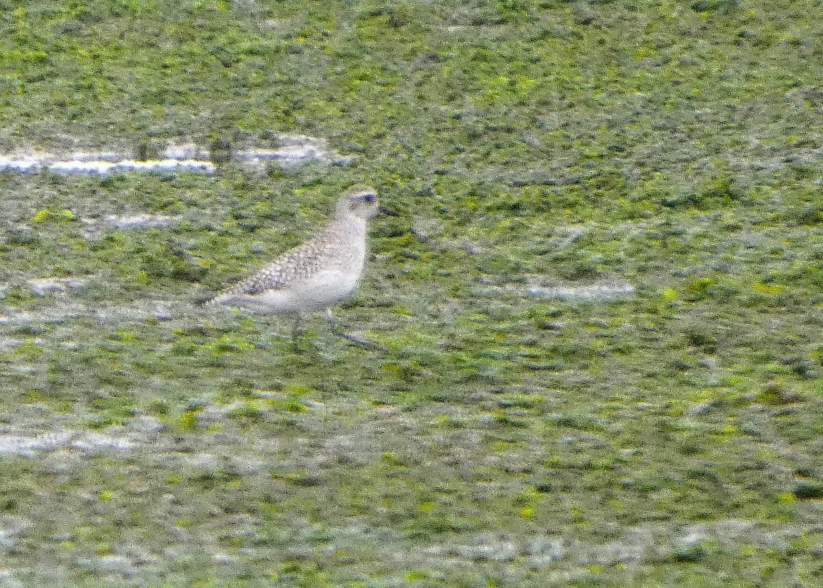 Тулес - ML646477664