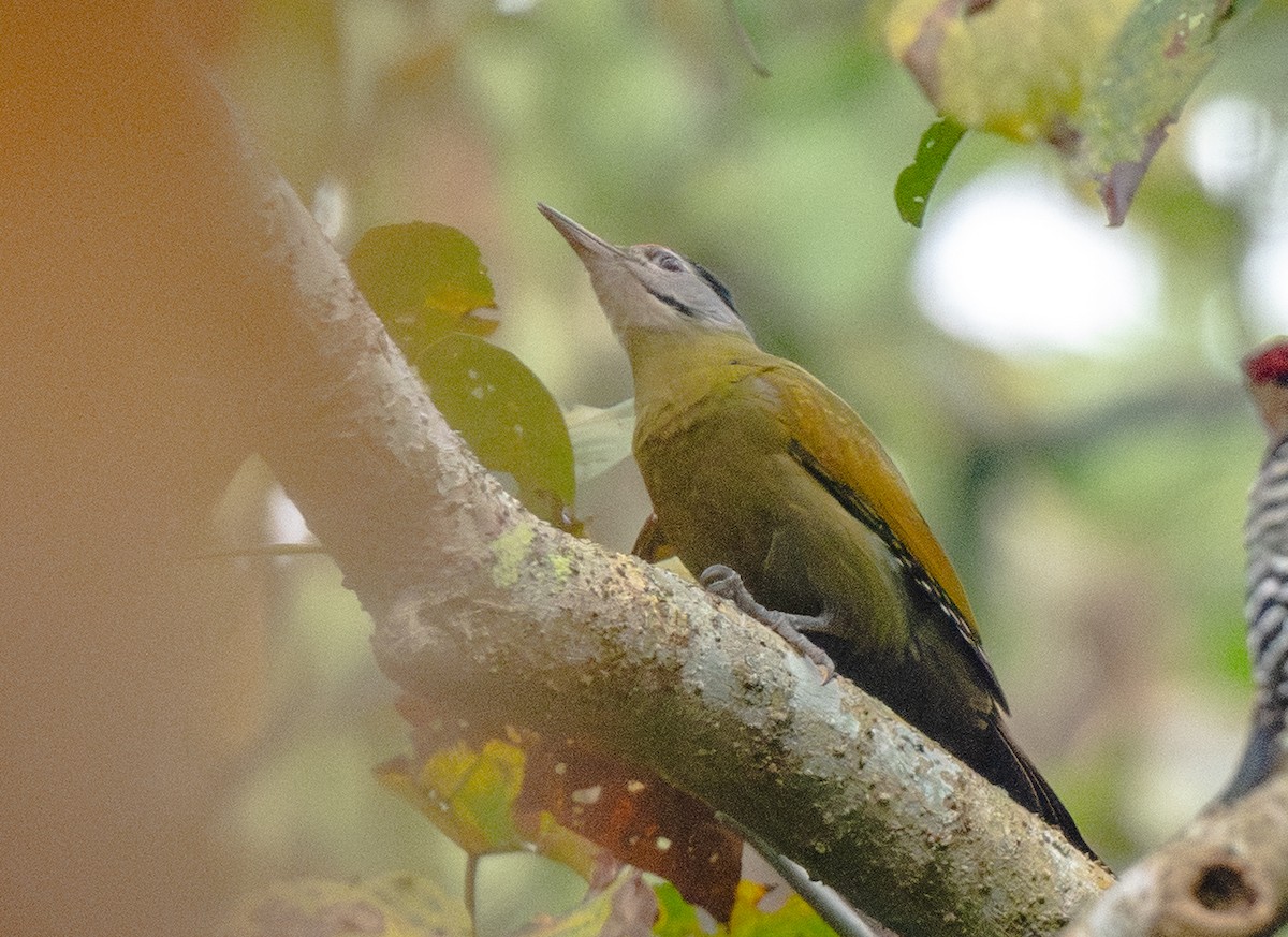 Pic cendré - ML646477665