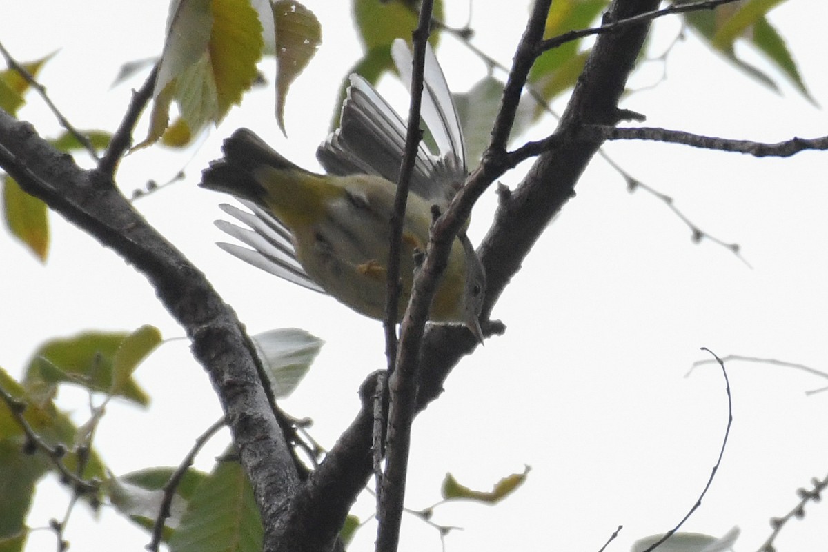 Reinita de Nashville - ML646477666