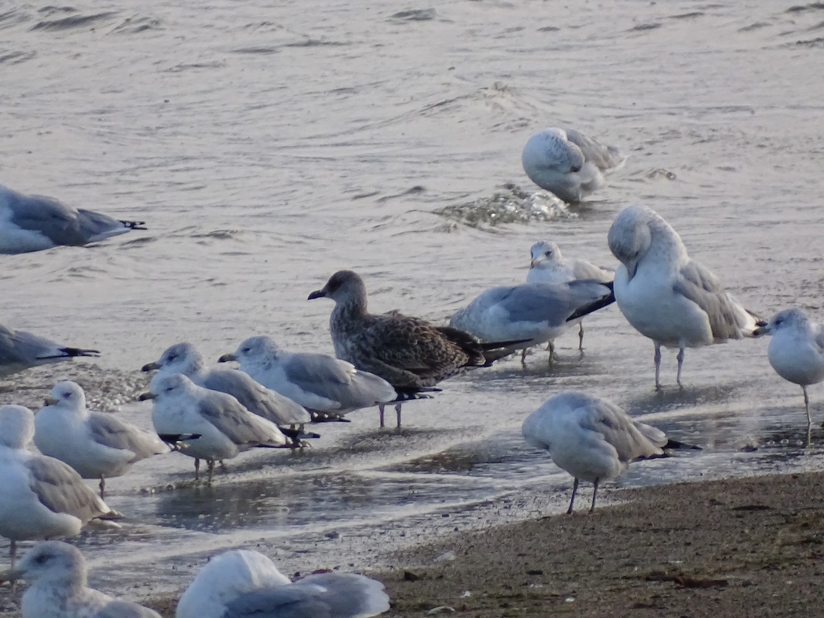 Kaio iluna - ML646477668