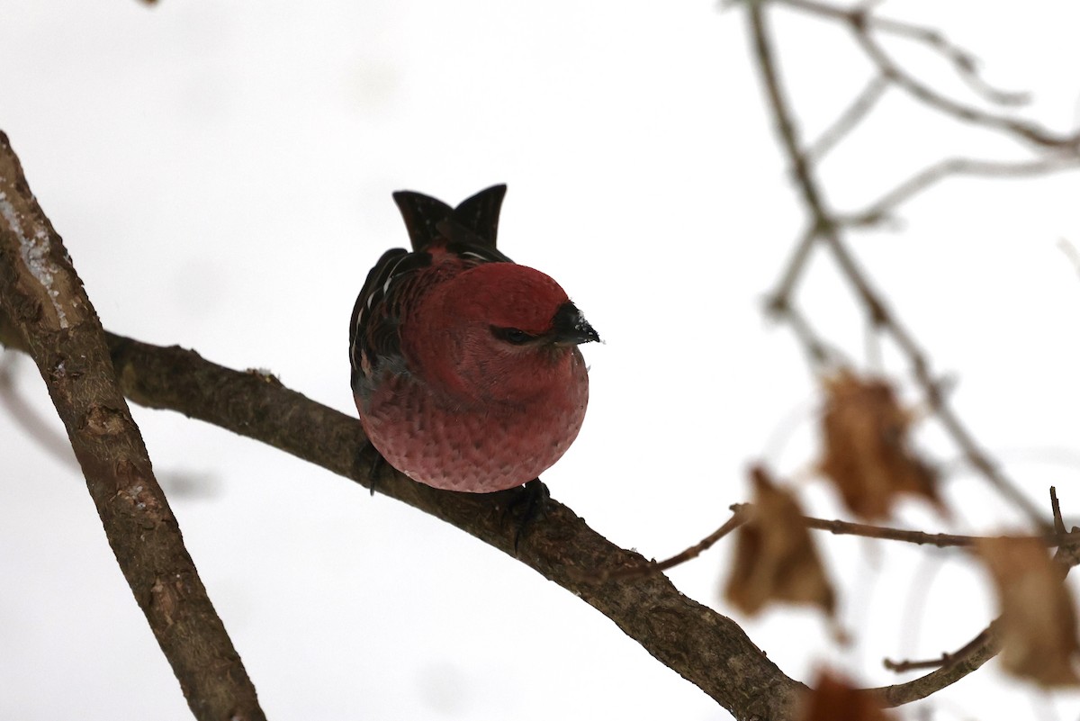 ギンザンマシコ - ML646477669