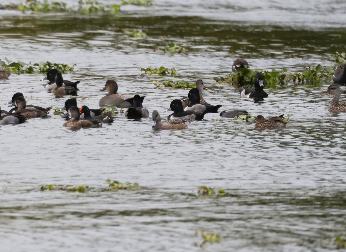 ברווז אמריקני - ML646477670