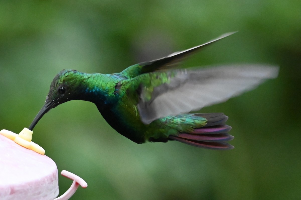 kolibřík tropický - ML646477671