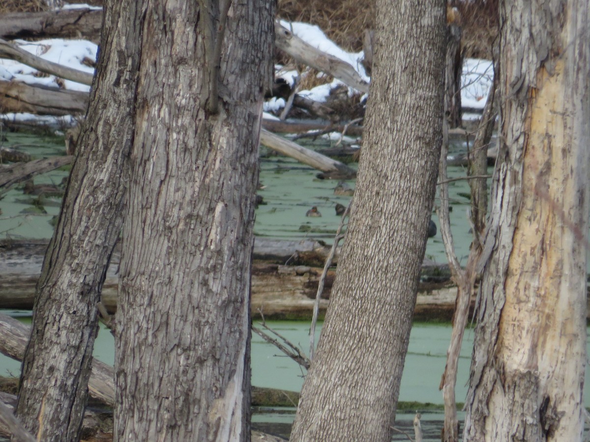 Green-winged Teal - ML646477672