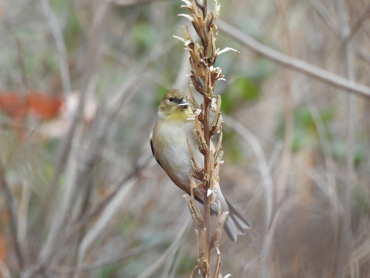 American Goldfinch - ML646477674