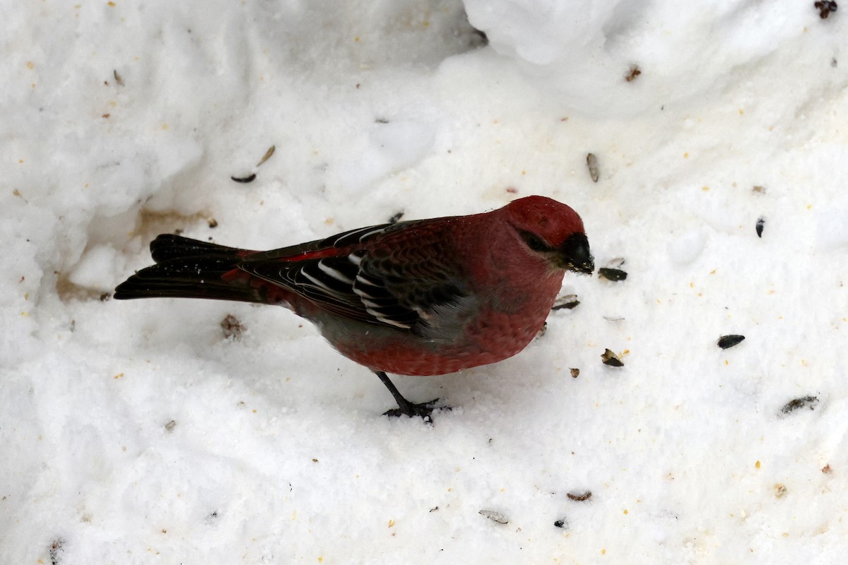 ギンザンマシコ - ML646477675