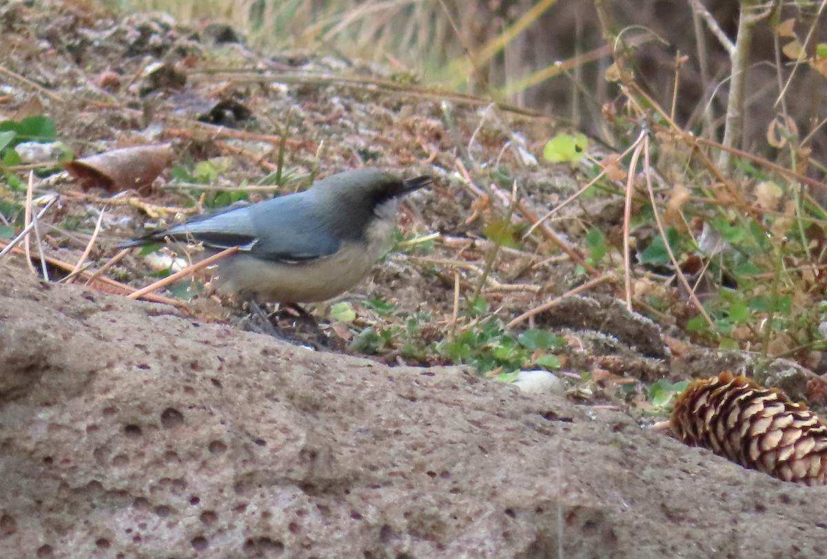 Pygmy Nuthatch - ML646477677