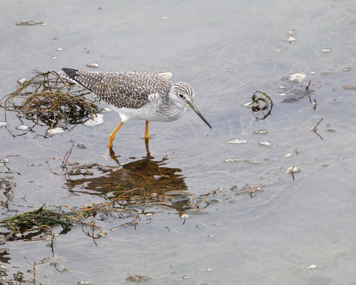 Kuliska hankahori handia - ML646477680