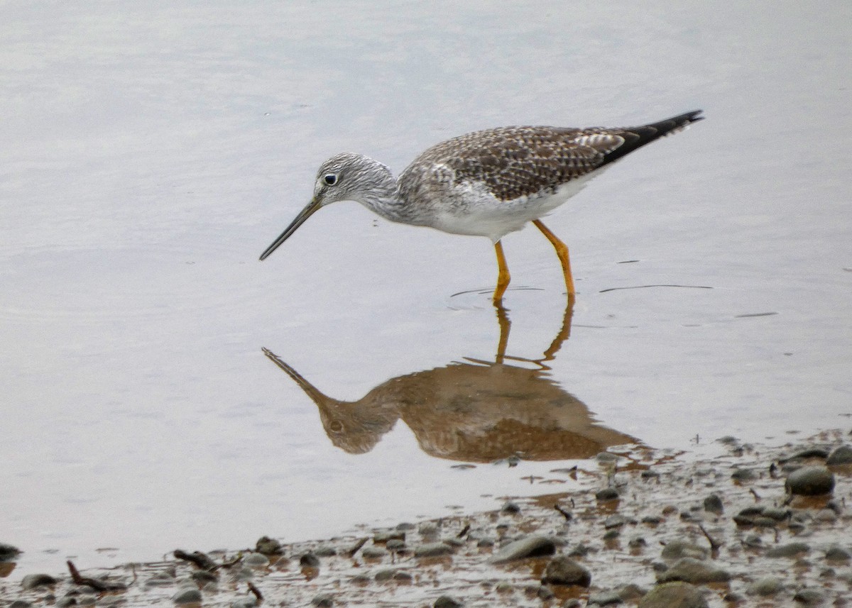 Kuliska hankahori handia - ML646477681