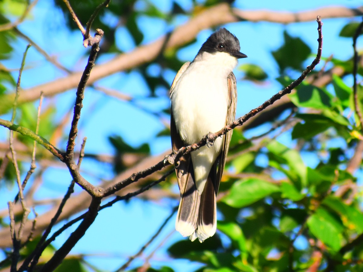 Tyran tritri - ML646477687