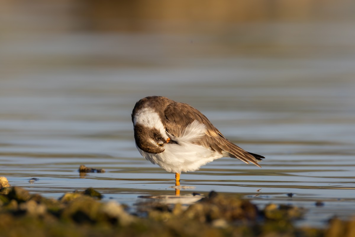 Semipalmated Plover - ML646477690