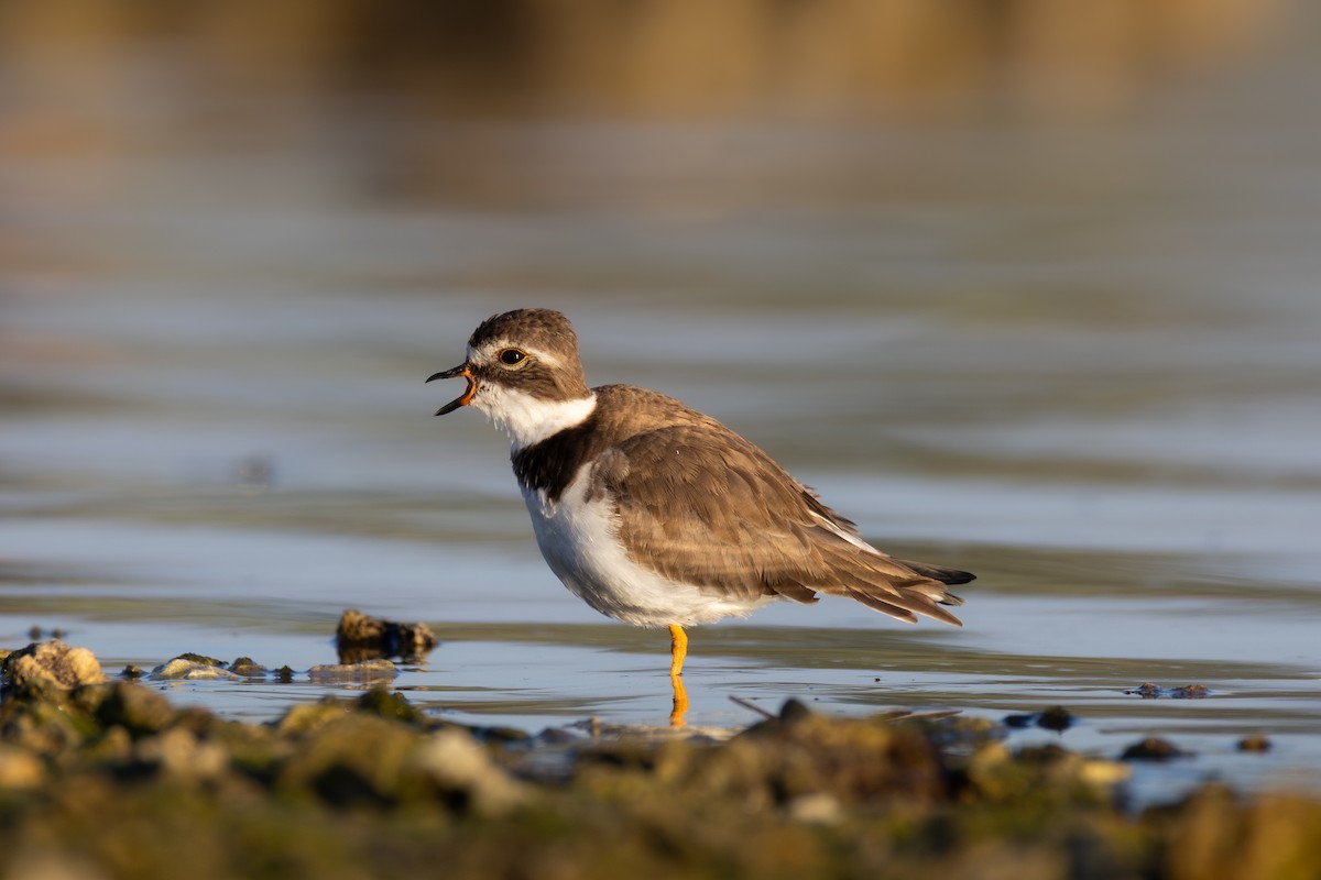 Semipalmated Plover - ML646477691