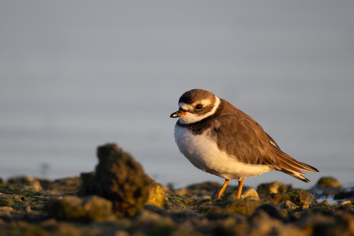 Semipalmated Plover - ML646477692