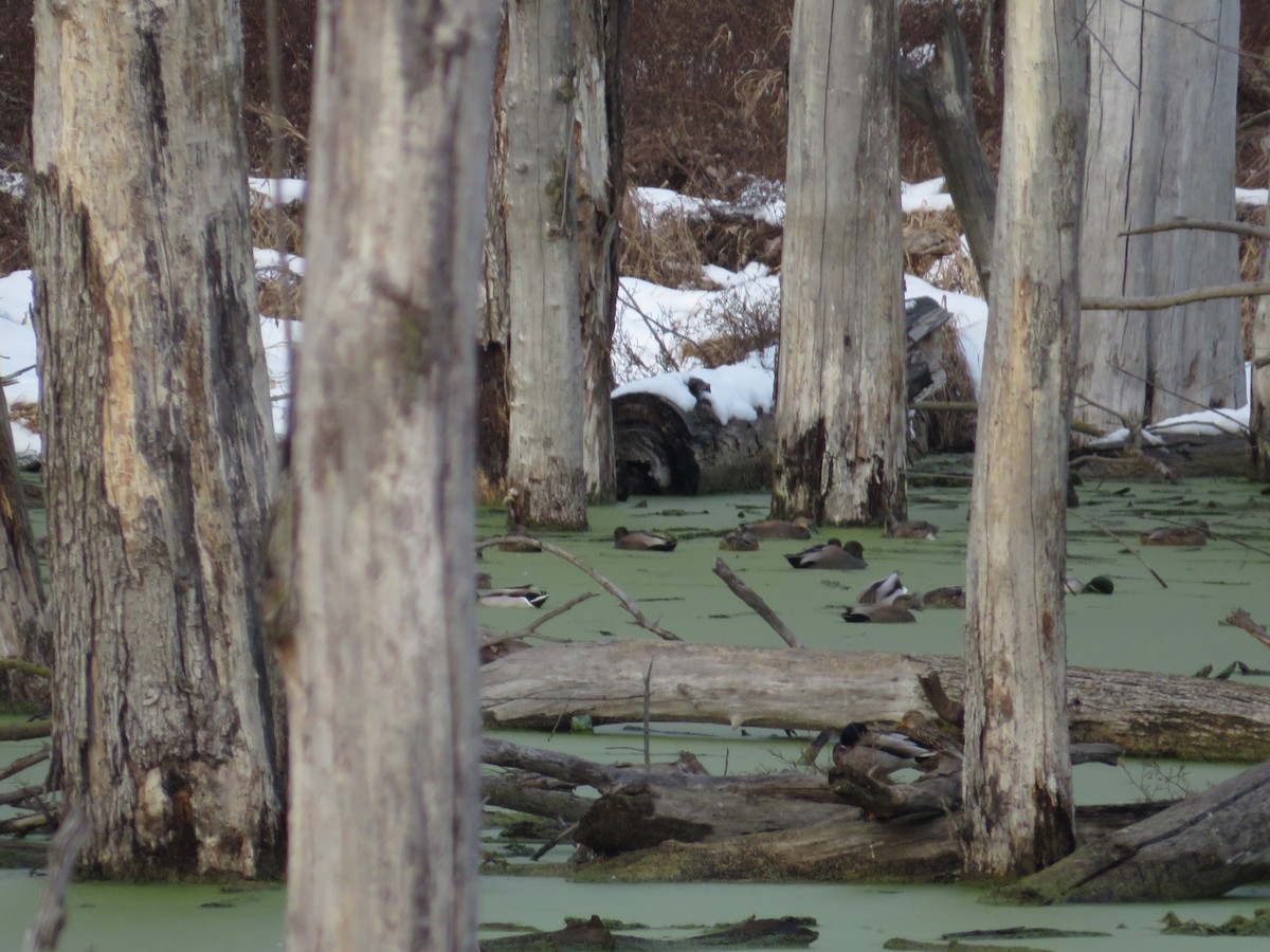 Mallard - ML646477694