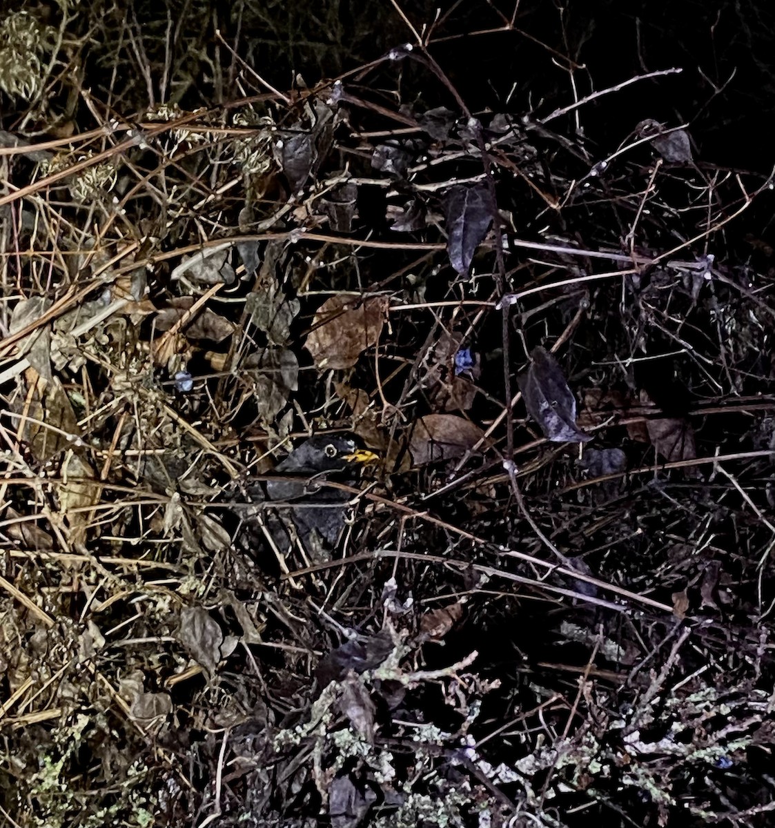 Eurasian Blackbird - ML646477695