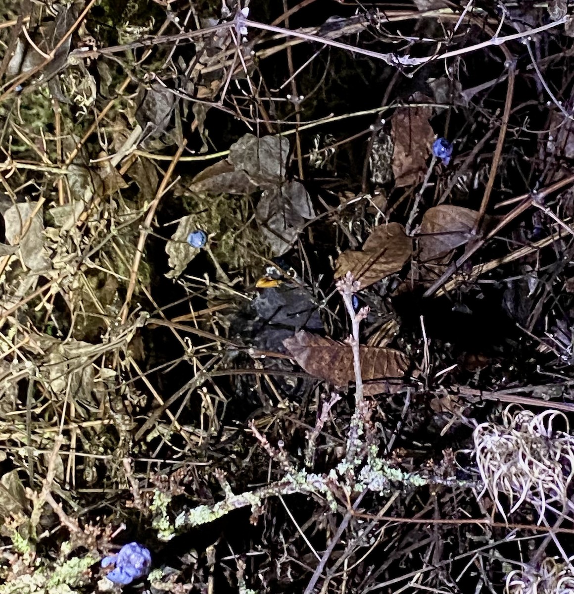 Eurasian Blackbird - ML646477696