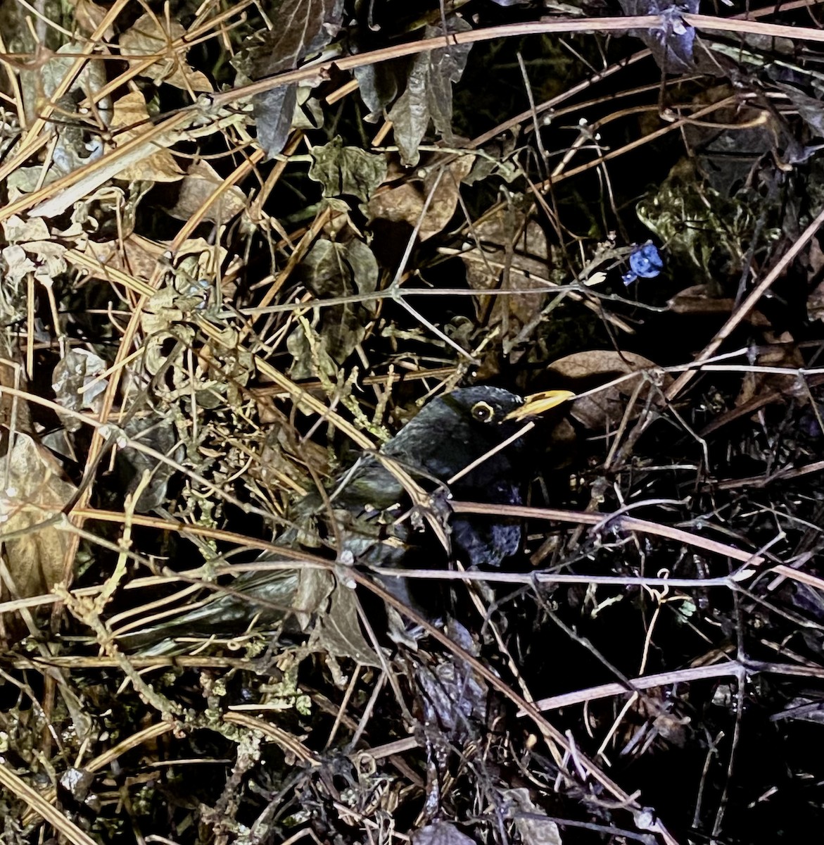 Eurasian Blackbird - ML646477697