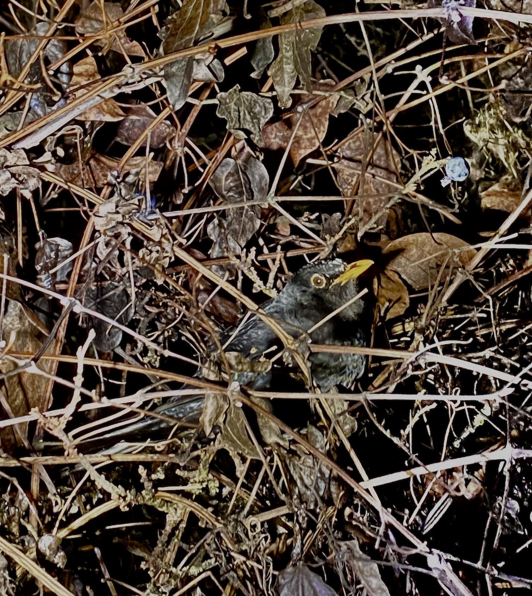 Eurasian Blackbird - ML646477698