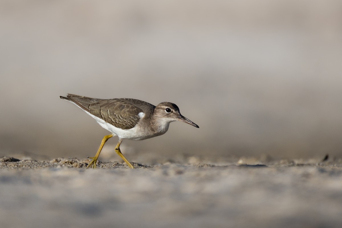 Spotted Sandpiper - ML646477699