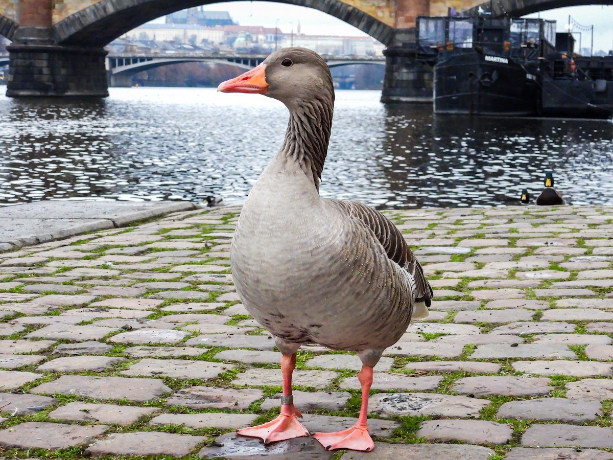 Oca selvatica - ML646477700