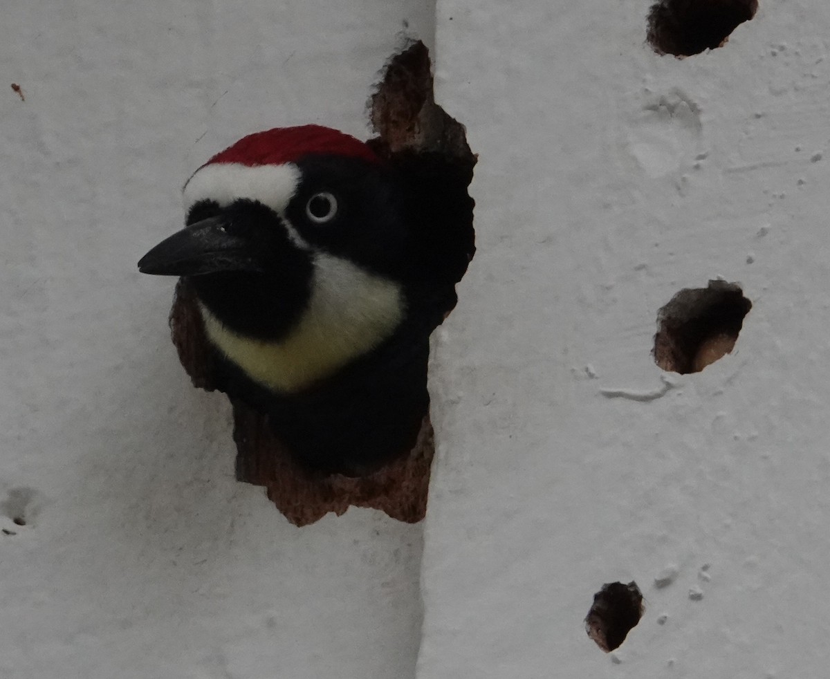 Acorn Woodpecker - ML646477701