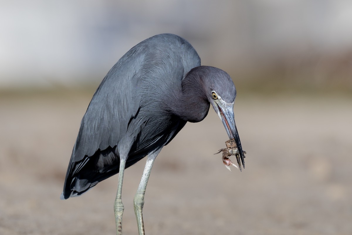 Little Blue Heron - ML646477704