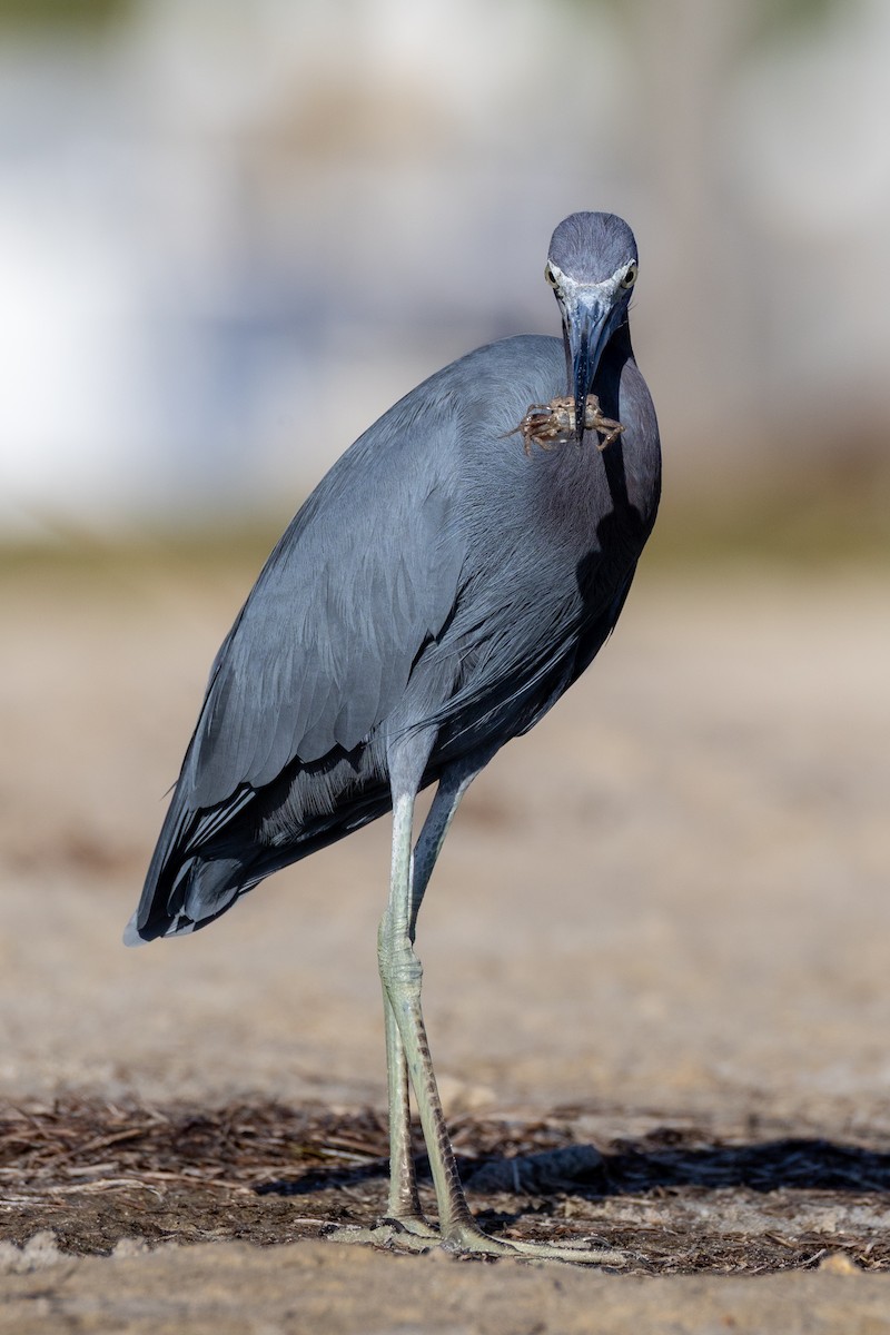 Little Blue Heron - ML646477705