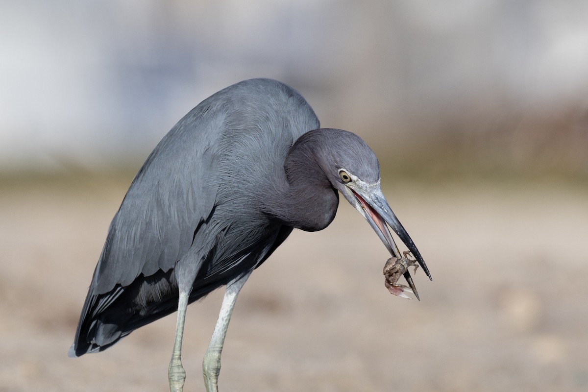 Little Blue Heron - ML646477706