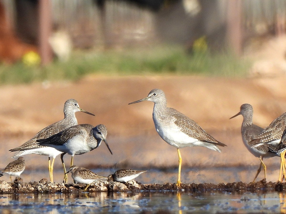 Kuliska hankahori handia - ML646477708