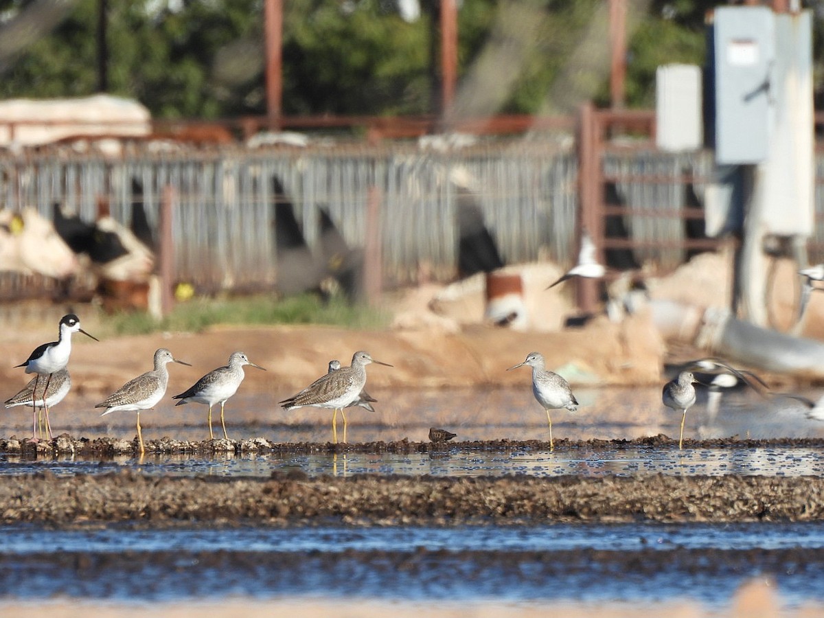 Kuliska hankahori handia - ML646477709