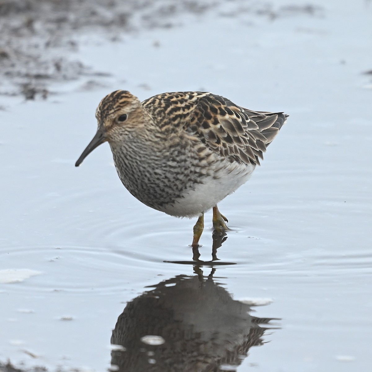 Дутыш - ML646477710