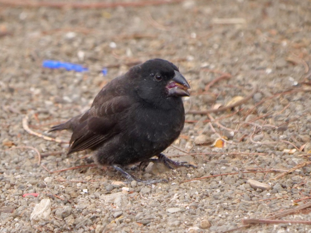 Medium Ground-Finch - ML646477716