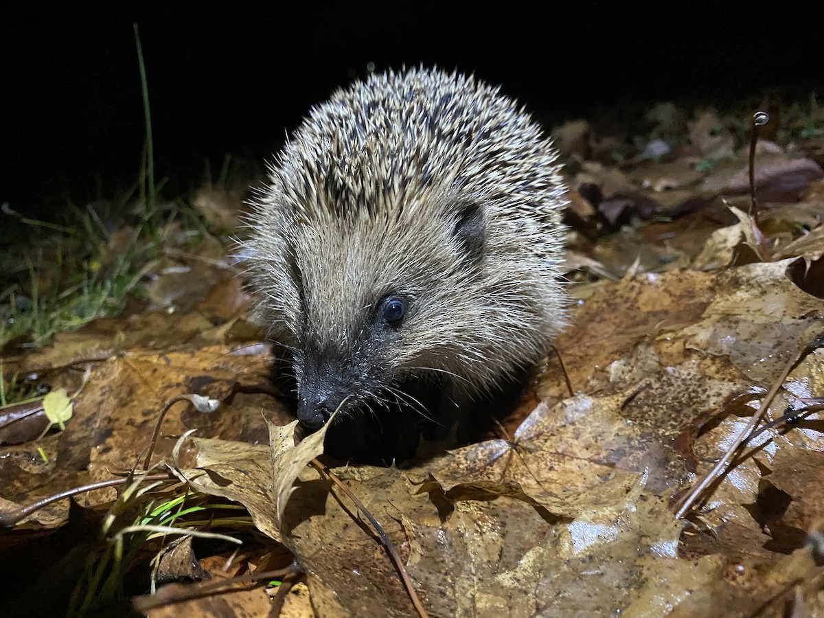 Animals - ML646477718