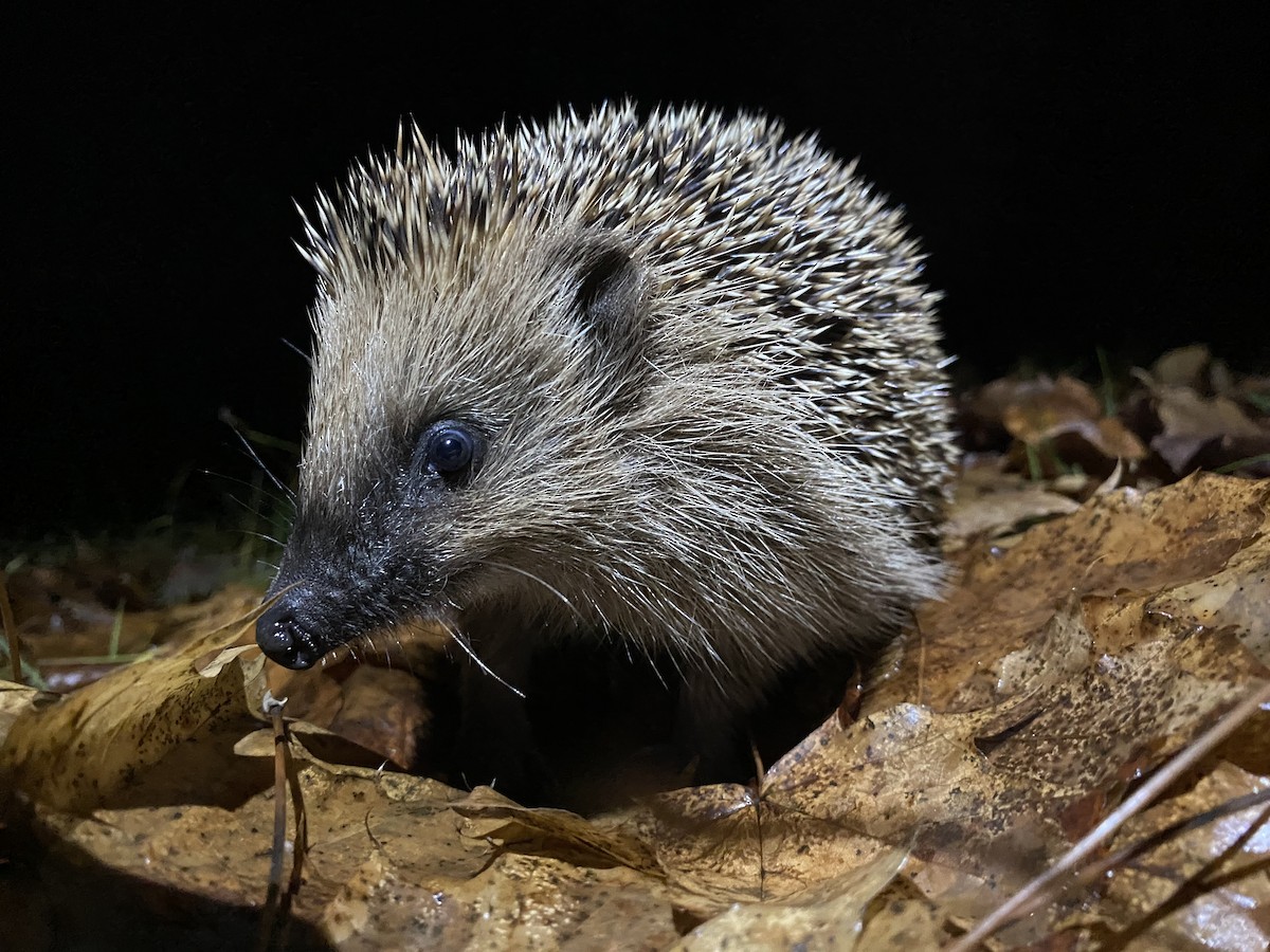 Animals - ML646477719