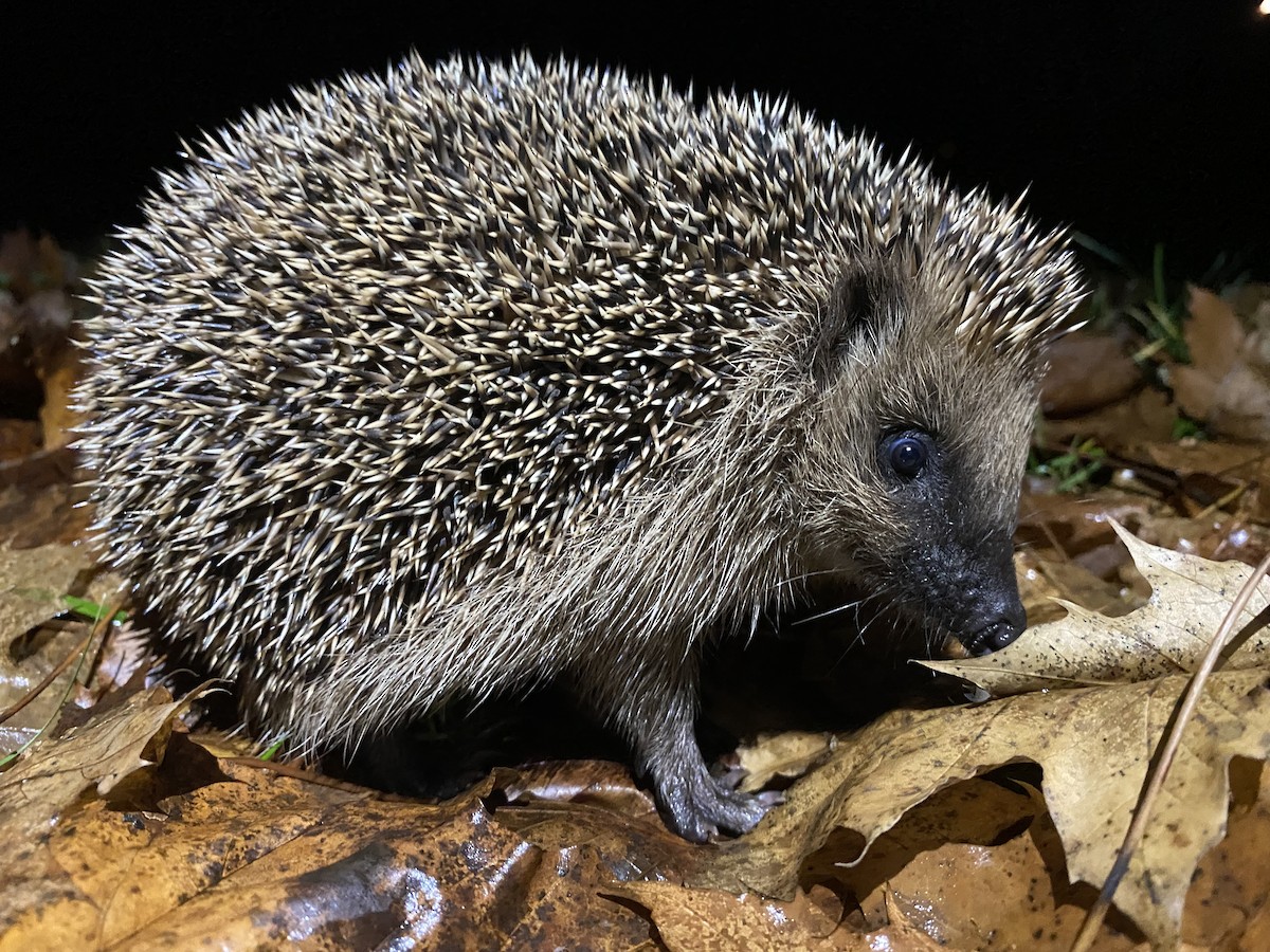 Animals - ML646477720