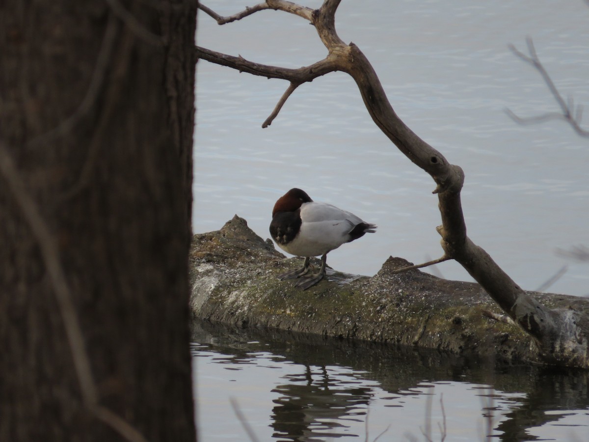 Canvasback - ML646477723