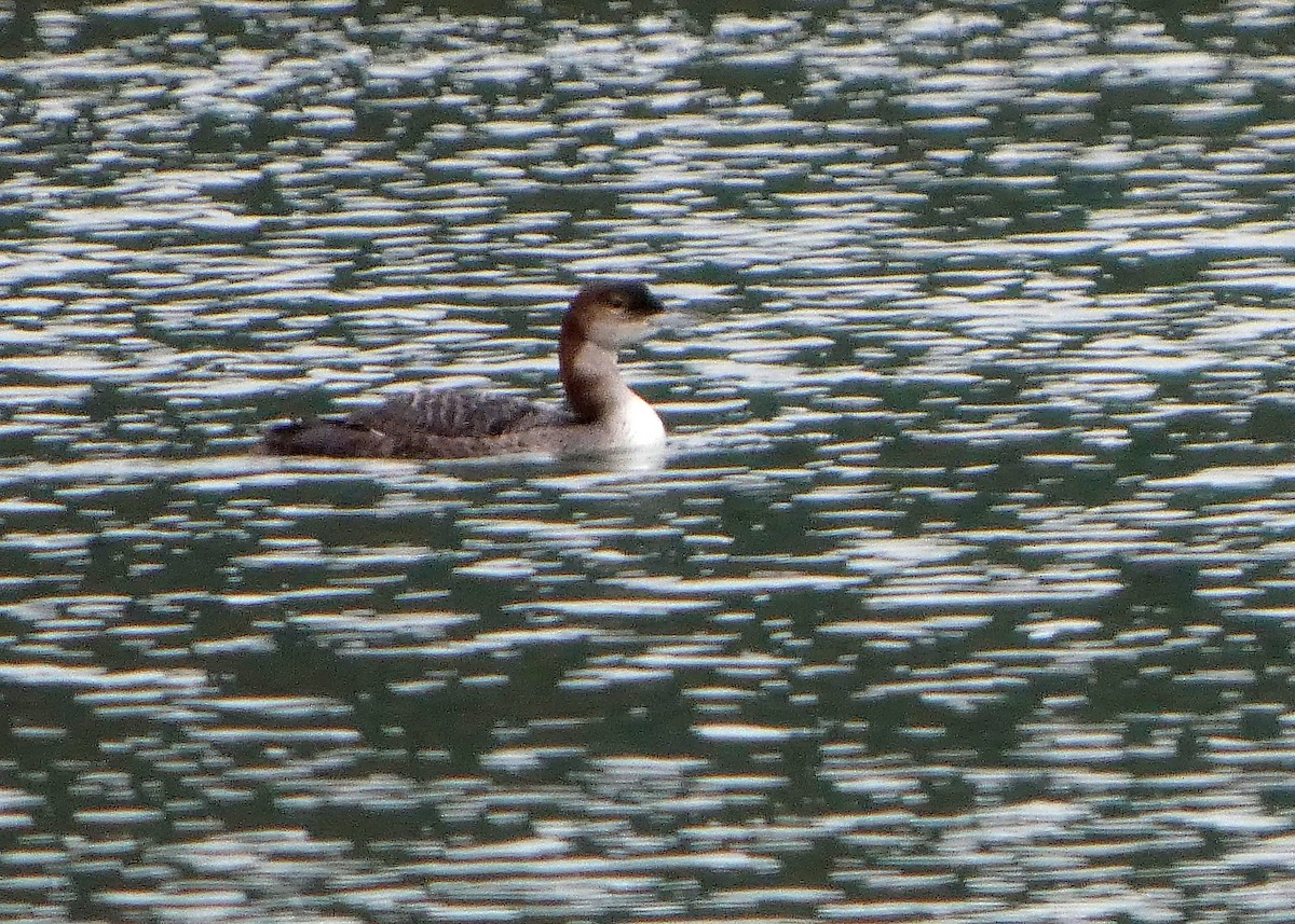 Черноклювая гагара - ML646477725