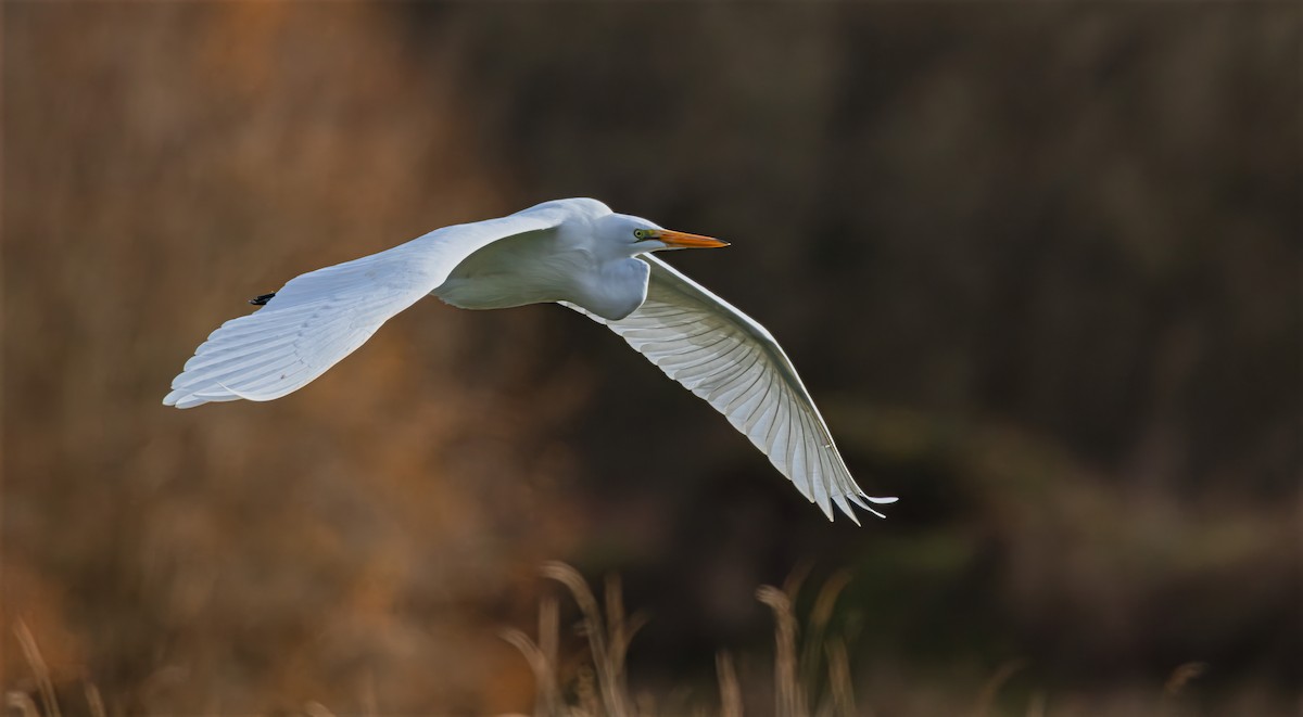 Цасч дэглий - ML646477726